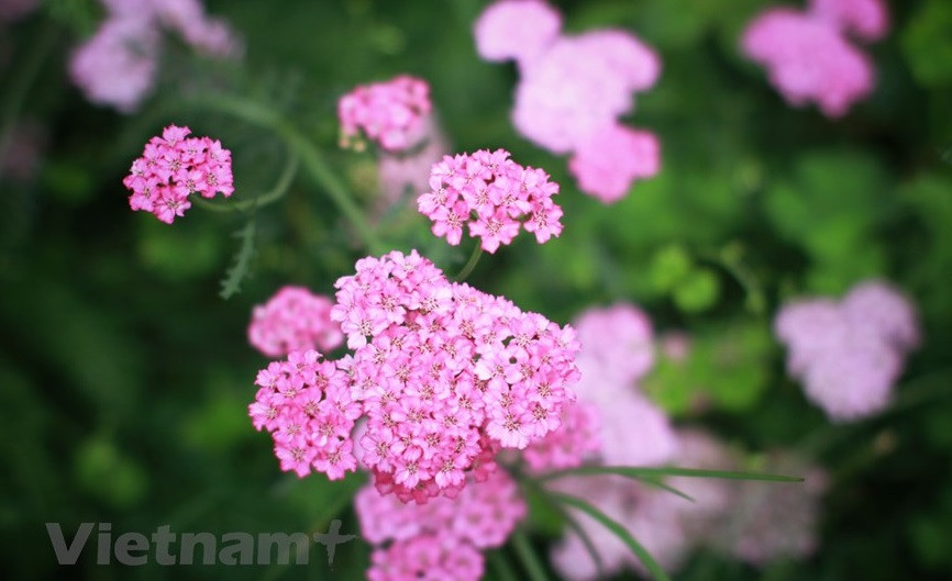 Con el clima especial de la meseta roja, las flores en Da Lat florecen durante todo el año. (Foto: VNA)