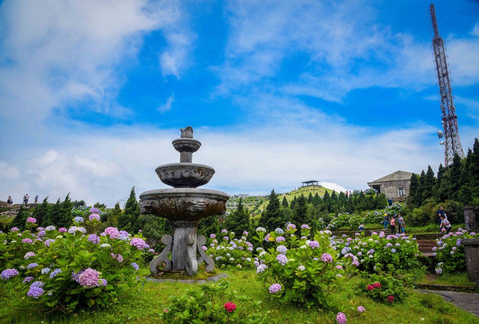 Las flores de hortensia en la cima de la montaña de Mau Son impresionan por su intensidad cromática (Fuente:VNA)