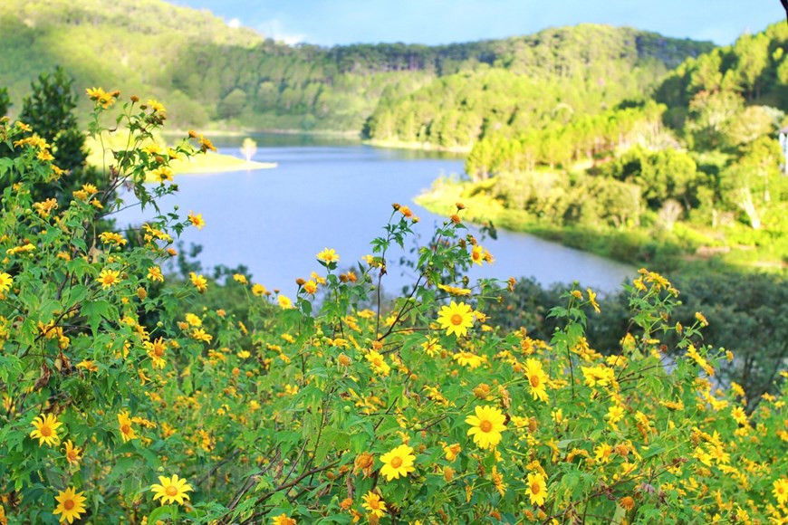 Las colinas de girasoles silvestres en plena floración le dan a Da Lat una belleza romántica y soñadora. (Foto: VNA)
