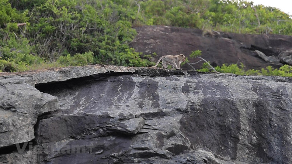 Atraídos por los sitios considerados “tesoros” de este archipiélago, numerosos turistas independientes optan por conocer el parque nacional de Con Dao mediante las excursiones de aventura organizadas en el bosque frondoso, o las playas apartadas, incluida la bahía de Dam Tre, donde pueblan preciosas especies de algas y almejas. Los turistas también pueden practicar el buceo haciendo una visita en lo profundo del mar para contemplar los arrecifes de corales hasta la isla de Bay Canh, considerada casa de una rara especie aviar en peligro de extinción y las tortugas marinas que se reproducen de mayo a septiembre. No hay taxi en Con Dao, por lo tanto la moto es el medio más utilizado por los turistas. Pueden alquilar una moto con 10 dólares cada día para descubrir la isla. Nada parece superar la oportunidad de vivir en plena naturaleza, sin la molestia de los bullicios, ni de los humos de los vehículos de motor. (Fuente:Vietnamplus)