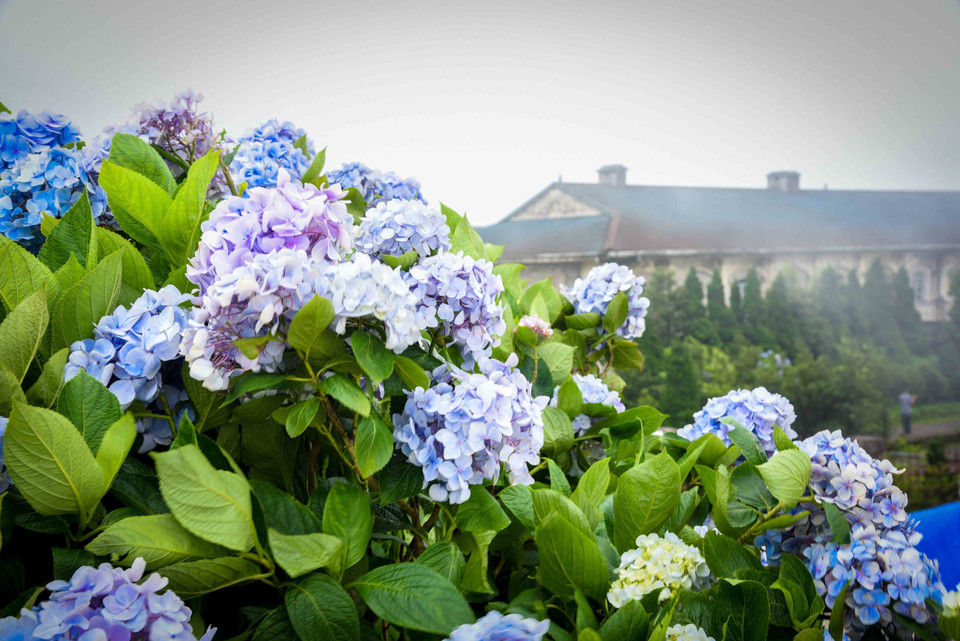 Colores deslumbrantes de la flor de hortensia en la cima de la montaña de Mau Son (Fuente:VNA)