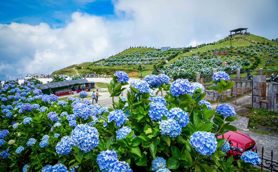 Colores deslumbrantes de la flor de hortensia en la cima de la montaña de Mau Son (Fuente:VNA)