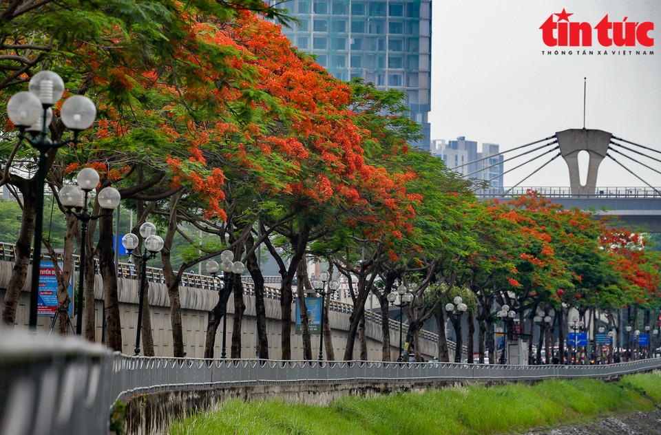 Flores del flamboyán ayudan a adornar más el panorama de la capital vietnamita. (Fuente: VNA)
