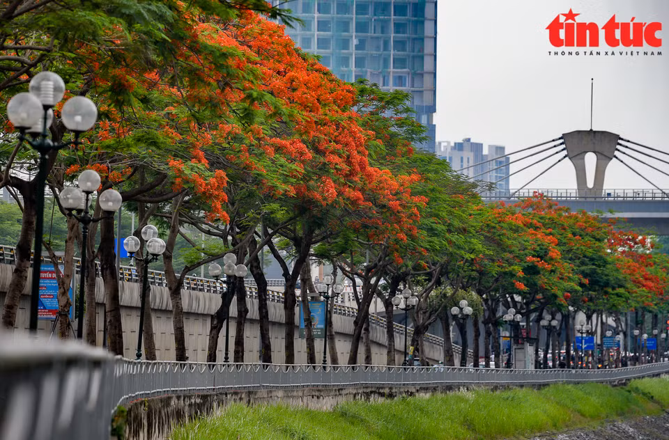 Flores del flamboyán ayudan a adornar más el panorama de la capital vietnamita. (Fuente: VNA)