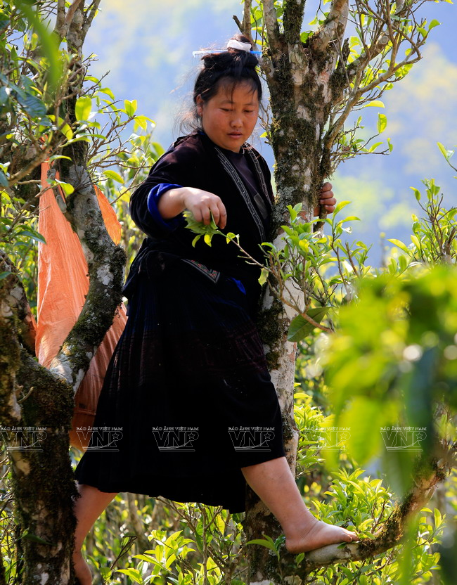 La cosecha tiene lugar desde marzo hasta octubre. ‘Shan Tuyet’ significa ‘nieves en la montaña’.