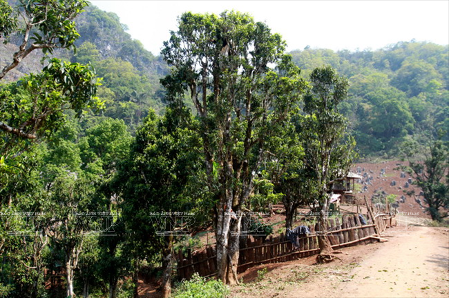 Sin Chai es la zona con el mayor número de plantas: cuatro mil.