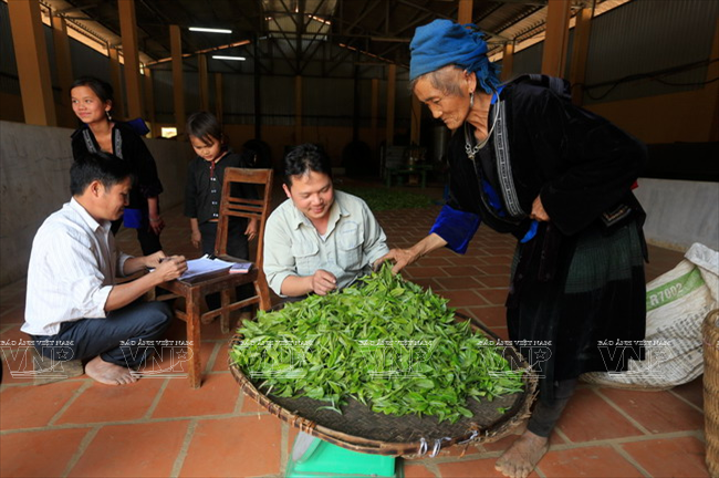 En cada de las cuatro comunas planificadas para el cultivo en Tua Chua hay una fábrica de procesamiento. El té de la meseta es producido absolutamente naturalmente, sin químicas.