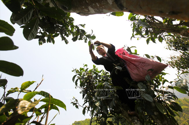 Personas de la etnia Mong trepan a decenas de metros para cosechar hojas y yemas.