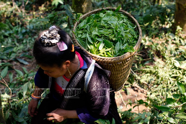 La cosecha en la comuna Sin Chai en Tua Chua.
