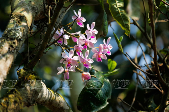 Orquídea crece en el tronco de los antiguos árboles.