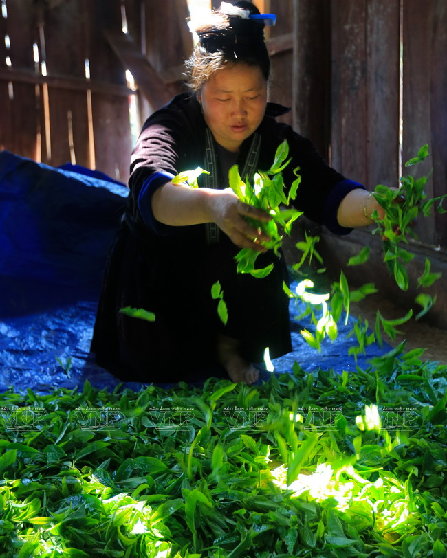 Procesamiento inicial de té en Sin Chai. La peculiaridad del té Shan Tuyet es que después de la deshidratación, en las hojas permanece una fina capa de polvo parecido a nieve. 