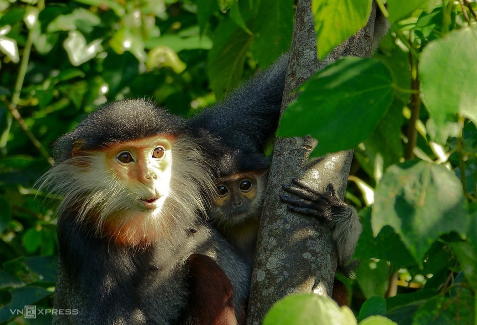 Una obra fotográfica destacada sobre los langures madre e hijo con los “ojos parlantes”. (Fuente: vnexpress.net)