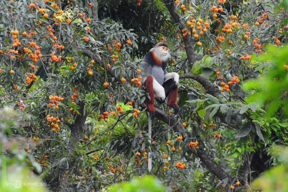 La península de Son Tra tiene su propia belleza en diferentes momentos. El paisaje del bosque es de color púrpura brillante en mayo, lleno de frutas maduras en julio, mientras el bosque es rojo y amarillo a finales de otoño, lo que hace que el paisaje aquí sea fascinante y atractivo durante todo el año. (Fuente: vnexpress.net)