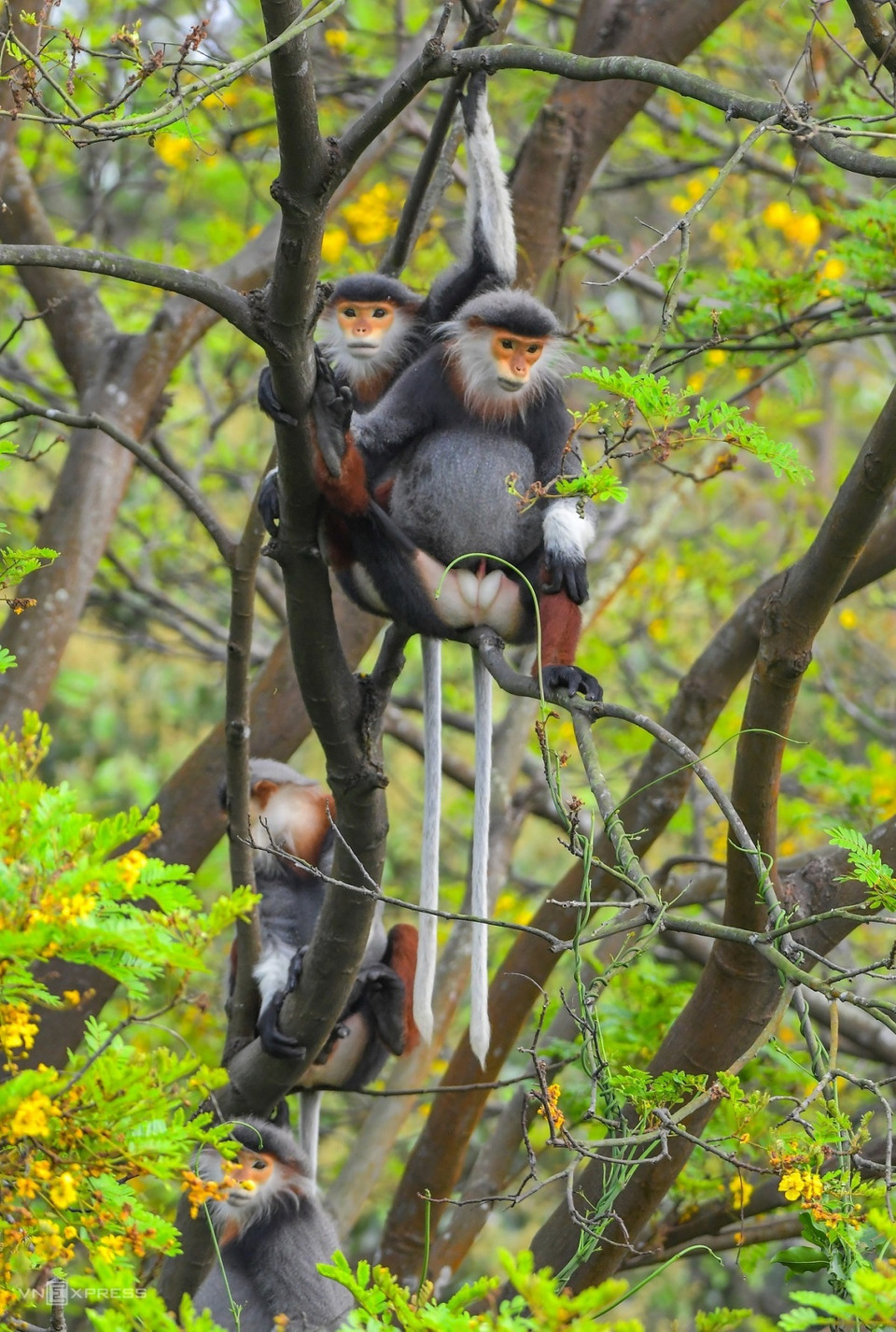 La península de Son Tra cuenta con cerca de mil especies de plantas y cientos de animales, entre los cuales un "tesoro" es el langur jaspeado con el nombre científico Pygathrix nemaeus. (Fuente: vnexpress.net)