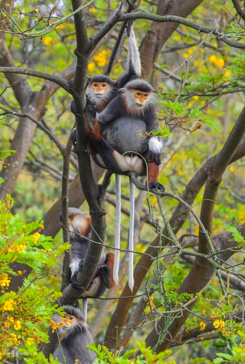 La península de Son Tra cuenta con cerca de mil especies de plantas y cientos de animales, entre los cuales un "tesoro" es el langur jaspeado con el nombre científico Pygathrix nemaeus. (Fuente: vnexpress.net)
