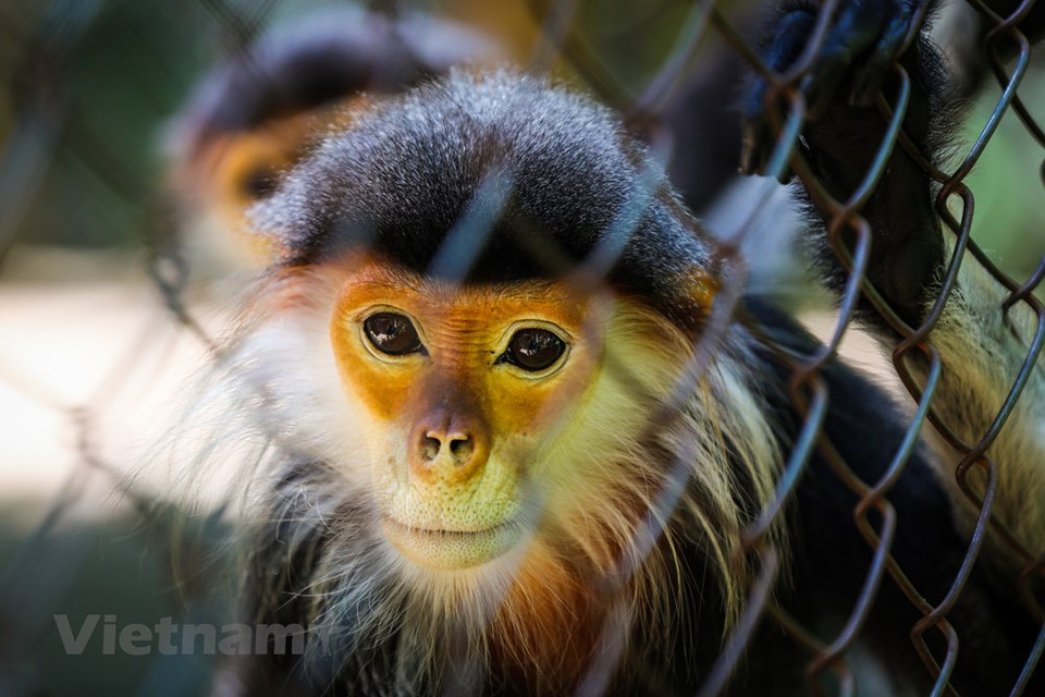 Numerosas especies se ven en peligro riesgo de extinción, incluidas el douc de canillas rojas con el nombre científico Pygathrix nemaeus, que es la reina de los primates. En Vietnam, el hábitat del douc de canillas rojas también se encuentra al norte de la cordillera de Truong Son, desde la provincia de Nghe An hasta la altiplana de Kon Tum. La península, en el distrito de Son Tra, está a unos 10 kilómetros al norte del centro de la ciudad de Da Nang, dispone de los valores biológicos de la gran península de Indochina. Con una superficie de más de cuatro mil 400 hectáreas, el bosque de Son Tra se caracteriza por su ecosistema forestal único en Vietnam. Es el hogar de cientos de especies de animales, incluidas 22 especies raras, particularmente el douc de canillas rojas, primate endémico de Indochina. (Fuente:Vietnamplus)