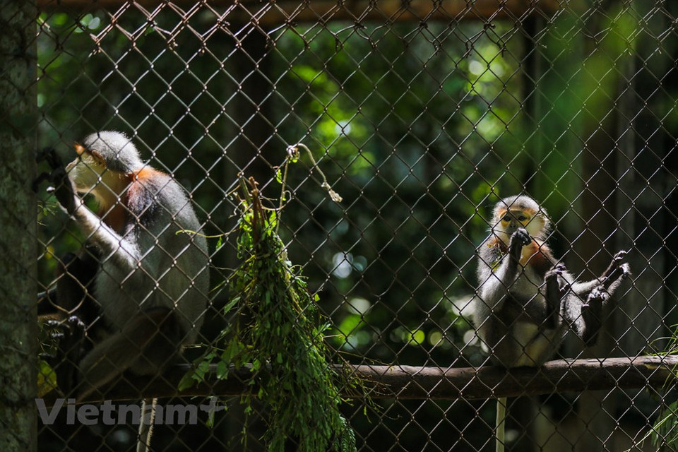 En particular, en Cuc Phuong, hay una rara especie de primate que no existe en ningún otro lugar del mundo, excepto en Vietnam: el langur de Delacour (nombre científico es Trachypithecus delacouri). Por tal motivo, este langur fue elegido como símbolo del Parque Nacional de Cuc Phuong. No solo famoso por la belleza del bosque, el Parque Nacional de Cuc Phuong también atrae a científicos y estudiantes, puesto que se trata del centro de rescate de vida silvestre más grande del país. Las especies que se traen aquí son principalmente pangolines, tortugas panqueque, y civetas, especialmente langures, una especie de primate con alto riesgo de extinción. (Fuente:Vietnamplus)