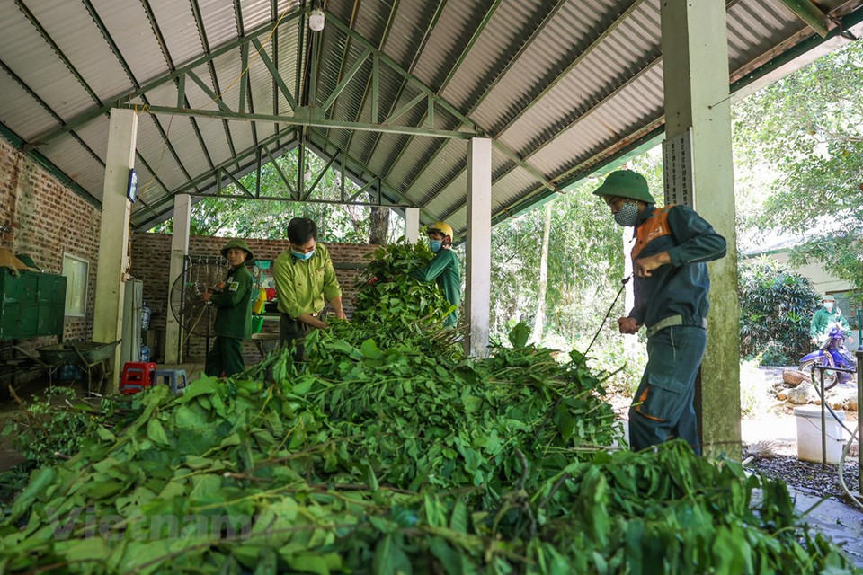 Sin embargo, después de solo un tiempo de ser atendidos, la mayoría de los primates han recuperado gradualmente su salud. Cada especie tiene una característica diferente, pero todas tienen en común que son muy amigables con su 'niñero', quien los cuida día y noche. Además del Centro de Rescate de Primates en Peligro, el Parque Nacional de Cuc Phuong cuenta también con el Centro de conservación de tortugas, el cual ocupa un área de más de siete mil metros cuadrados, incluidas jaulas separadas y tanques de agua para la conservación de esos anfibios. Frente a la alarmante situación de la caza y el comercio ilegal de tortugas, el Centro realiza los máximos esfuerzos posibles en el rescate y conservación de esos reptiles, especialmente las especies raras. (Fuente:Vietnamplus)