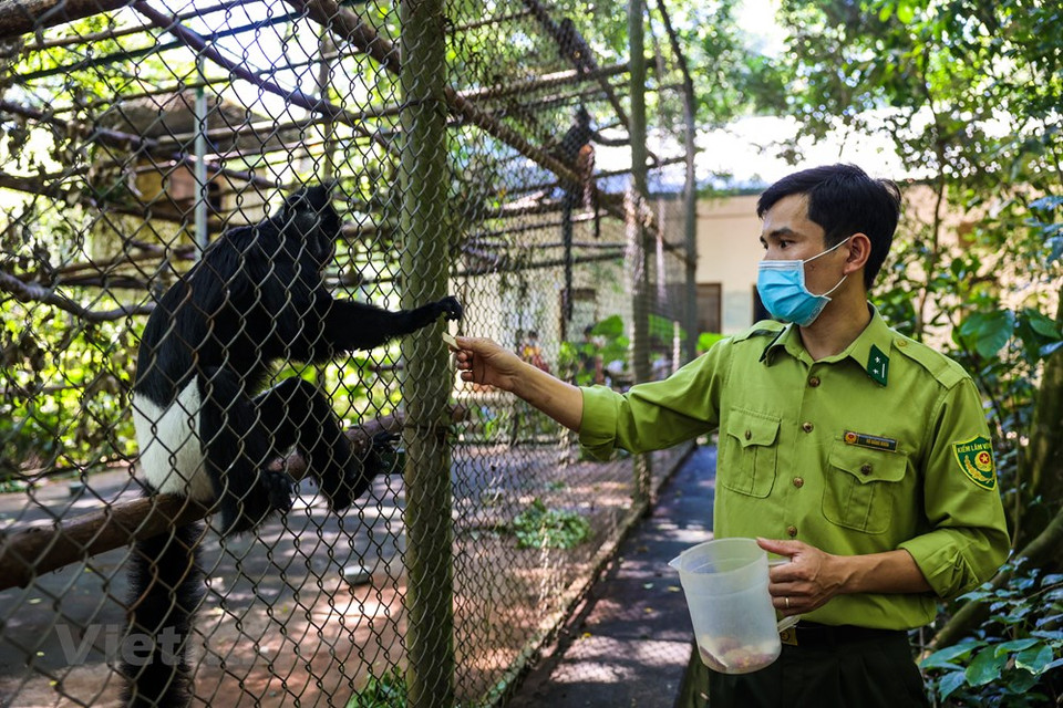 Tran Quang Phuong, coordinador del Proyecto de Conservación de Especies Raras de Primates de Vietnam, dijo que el Centro de Rescate de Primates en Peligro del bosque de Cuc Phuong, con un área de 3,5 hectáreas y ubicado a 120 kilómetros al sur de la capital Hanoi, se encuentra en las tres provincias de Ninh Binh, Hoa Binh y Thanh Hoa, y cubre una superficie de 22 mil 408 hectáreas, con el objetivo de ayudar a las especies a vivir en la naturaleza. La naturaleza de Cuc Phuong es realmente asombrosa, en los senderos del bosque profundo donde las paradas son árboles centenarios, cuevas y pueblos, los visitantes descubrirán muchos más misterios de la naturaleza. (Fuente:Vietnamplus)