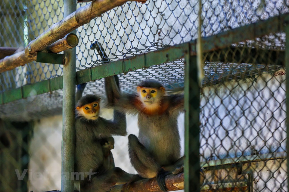 Un total de 29 funcionarios y trabajadores se encuentran en el Centro de Rescate, Conservación y Desarrollo de Criaturas del Parque Nacional Cuc Phuong, quienes diariamente prestan atención especial a las tareas de cuidar y criar los primates, los cuales se consideran como uno de los tesoros del lugar. Los primates se denominan científicamente Trachypithecus crepusculus y están protegidos por los decretos 06/2019/ND-CP y 84/2021/ND-CP sobre el reajuste y complementación de varios artículos del 06/2019/ND-CP sobre la gestión de plantas y animales raros, preciosos y en peligro de extinción y la aplicación de la Convención sobre el Comercio Internacional de Especies Amenazadas de la Fauna y Flora Silvestres. (Fuente:Vietnamplus)