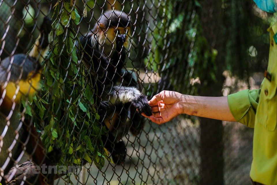 La mayoría de los primates aquí son ejemplos del comercio ilegal de vida silvestre que han sido capturados por los guardabosques. Vietnam ha detectado numerosos casos del transporte y comercio ilegal de animales salvajes, sobre todo cuernos de rinoceronte. Desde 2018 hasta la fecha, Vietnam detectó 20 casos relativos al comercio ilegal de cuernos de rinoceronte, 14 de los cuales ya fueron enjuiciados, como contribución a la lucha contra la importación, venta y transporte ilícitos de esas astas en el país indochino. En Vietnam, el nuevo Código Penal, puesto en vigor a partir de 2018, estipula sanciones más estrictas para los delitos contra la vida silvestre, en general, y los rinocerontes, en particular. (Fuente:Vietnamplus)