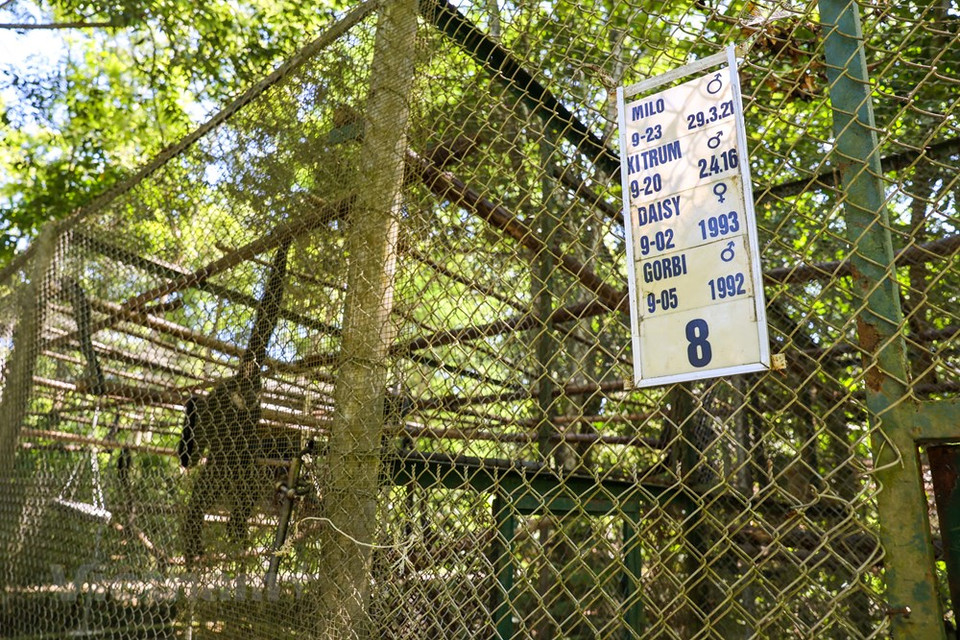 El Centro de Rescate, Conservación y Desarrollo de Criaturas del Parque Nacional Cuc Phuong es el lugar de tratamiento, rescate y cuidado a los raros primates del país indochino, con el objetivo de devolverlos a su hábitat natural lo antes posible. El Parque Nacional Cuc Phuong tiene actualmente dos mil 234 especies de plantas, lo que representa el 17,27 por ciento del total de Vietnam. Allí se puede encontrar un centenar de especies de mamíferos, entre los que sobresalen los langures, en peligro de extinción, así como unas 300 variedades de aves y 36 de reptiles, dos mil especies de plantas vasculares, y miles de insectos. Numerosas de estas especies figuran en el Libro Rojo de Vietnam. (Fuente:Vietnamplus)