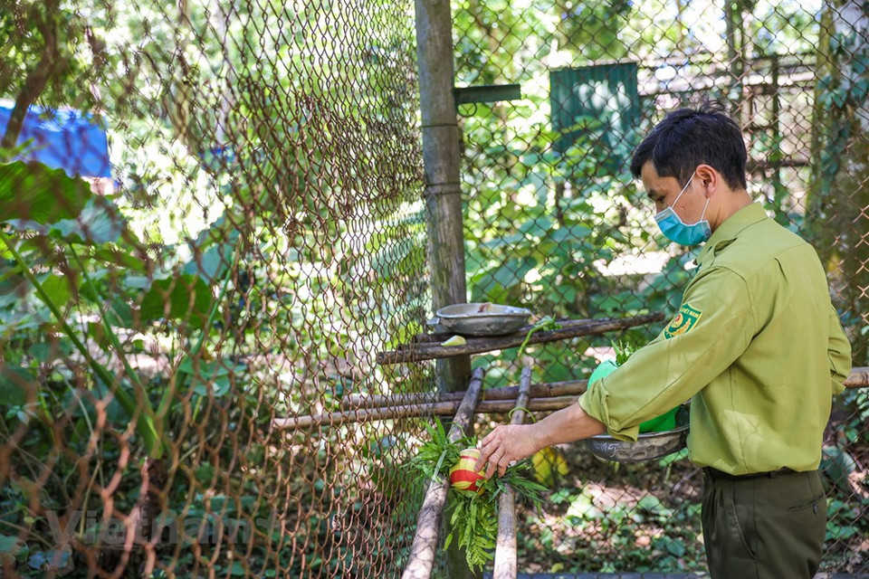 Además de criar y cuidar, el centro exhibe especímenes de muchos tipos de tortugas para que los visitantes puedan observarlas en su hábitat natural. Muchas tortugas en el centro son extremadamente raras y valiosas, llegando a costar cientos de millones de dongs, por lo que la presión en el trabajo de protección aquí es grande. Las autoridades locales han enviado guardabosques al Centro para vigilar 24/24. Además, el área de cuidado también está protegida por redes de acero externas y tiene una cerradura muy hermética. En los últimos cinco años, el parque ha liberado alrededor de 335 tortugas a la naturaleza, incluido el territorio del Parque Nacional Cuc Phuong y áreas de conservación en otros parques nacionales en todo el país. (Fuente:Vietnamplus)