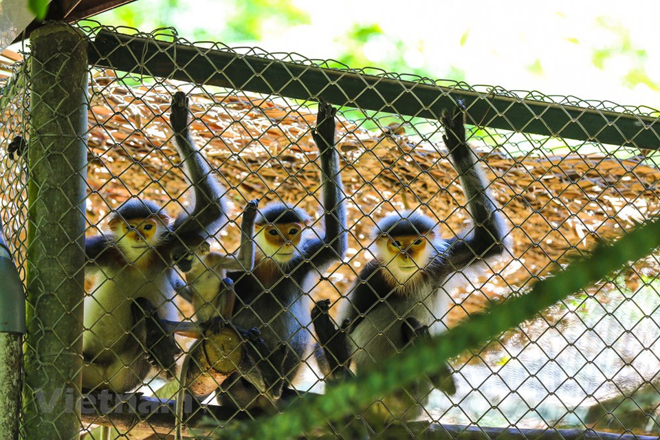El Centro de Educación para la Naturaleza de Vietnam (ENV) registró dos mil 907 infracciones que afectaron la vida silvestre en 2020, la mayoría denunciadas a su línea telefónica directa gratuita de protección de animales salvajes. Esta cifra casi dobla el número de casos registrados en 2019, lo que muestra la situación complicada del comercio y el consumo de animal silvestre en Vietnam a pesar de la epidemia de COVID-19, enfermedad que probablemente se originó de la vida salvaje. De los casos, la publicidad y venta ilegal de animales salvajes representó la mayoría con mil 956 casos, 863 de cautiverio ilegal y 98 de comercio y transporte ilícito. Los animales comúnmente con mayor número de incidentes de tráfico y cría ilegales incluyeron monos (584 casos), osos (395), tigres (390) y pangolines (109). (Fuente:Vietnamplus)