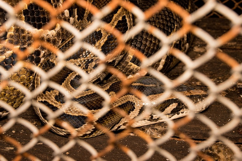 La situación del tráfico de vida silvestre resulta cada vez más complicada en Vietnam, mientras los sujetos que incurren en esos delitos son extremadamente peligrosos. El combate contra el comercio y consumo de animales salvajes y sus productos derivados sigue siendo complicado en el país indochino y no muestra signos de "enfriamiento" a lo largo de los años, sobre todo a través de las actividades en Internet. Por esa razón, Vietnam se centrará en los próximos tiempos en invertir recursos y esfuerzos para supervisar y manejar las actividades del tráfico y transporte ilegal de animales salvajes. El Parque Nacional Cuc Phuong ha contribuido significativamente a las actividades de rescate, preservación y liberación de los animales salvajes al entorno natural en los últimos años. (Fuente: Vietnamplus)