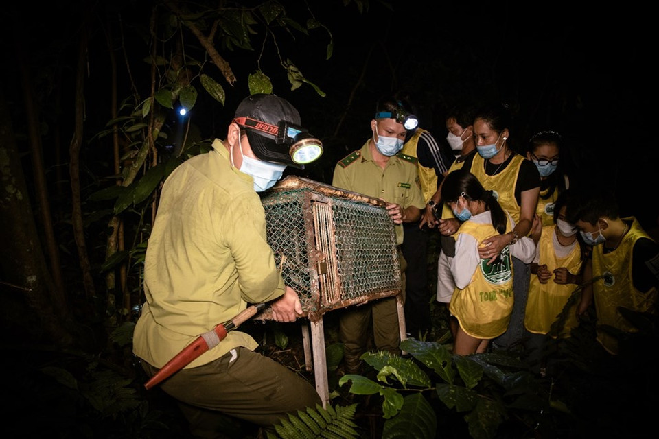 El Parque Nacional Cuc Phuong ha sido considerado durante mucho tiempo una dirección famosa en el país y en el extranjero sobre las actividades del rescate y la conservación de los animales silvestres. También se considera al Parque Nacional Cuc Phuong como una gran escuela para la educación en conservación de la naturaleza. Desde marzo último de 2021, el hecho de liberar a los animales salvajes a su hábitat se ha convertido en un paquete de turismo denominado “Regreso a casa”, que ayuda a muchas especies de animales que han sido capturados por las personas con fines de hacer negocios ilegales, lo que capta la atención de numerosos habitantes en muchas provincias y ciudades vietnamitas. (Fuente: Vietnamplus)