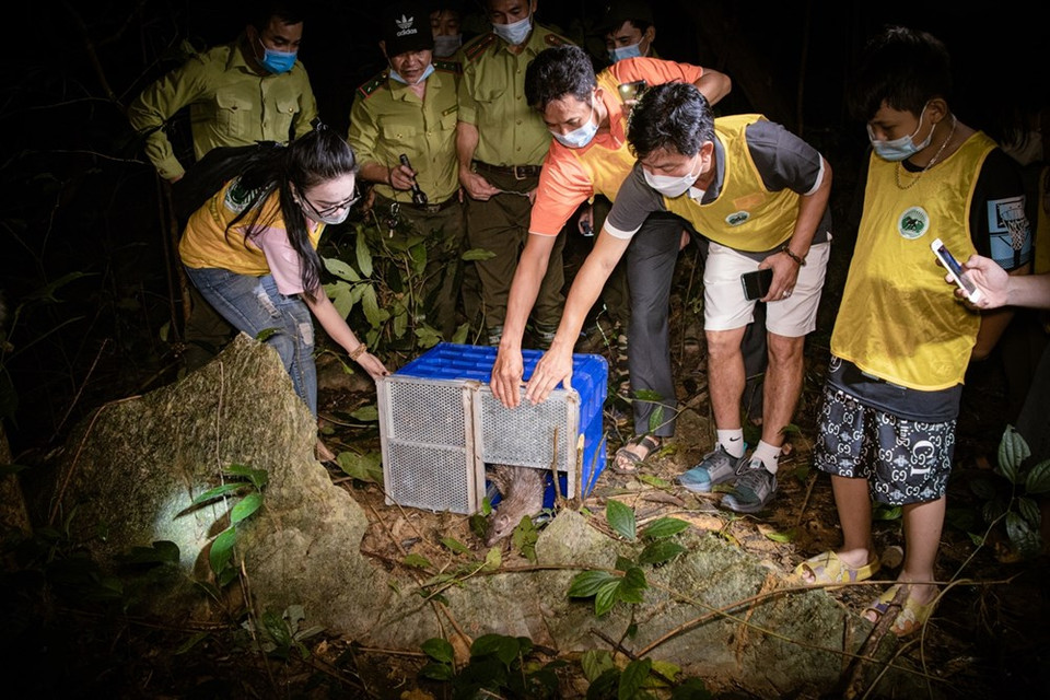 El exjugador de la selección nacional de fútbol masculino de Vietnam, Nguyen Van Sy, quien es también entrenador del equipo Nam Dinh Football Club en la provincia norteña de Nam Dinh, participó en el evento organizado el 21 de septiembre de 2021, momento en que la nación indochina celebra el Festival del Medio Otoño para los menores, junto con los miembros de su familia. Nguyen Van Sy subrayó que se siente muy feliz por rescatar y salvar a tres pitones (cada uno de los cuales pesa alrededor de 100 kilogramos) y entregarlos al Parque Nacional Cuc Phuong para liberarlos a la naturaleza. Este lugar es el mejor para ellos, dijo. (Fuente: Vietnamplus)