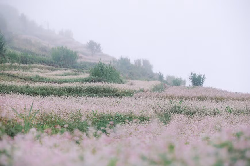 A diferencia del trigo sarraceno en otros lugares, en Ha Giang, las flores de esta planta resaltan por su color rosado suave. Las matas crecen en grandes campos a lo largo de las carreteras y valles, e incluso se deslizan sobre acantilados de piedras, creando un paisaje poético y majestuoso que acapara a los turistas. A pesar de tener que recorrer una distancia de unos 500 kilómetros desde Hanoi hasta el distrito de Dong Van (Ha Giang), los visitantes se darán cuenta de que ese viaje no es en vano, cuando aprecian los jardines de alforfón. Seguramente, se sentirán complacidos con el hermoso paisaje de la meseta rocosa de Dong Van. (Foto: Vietnam+)
