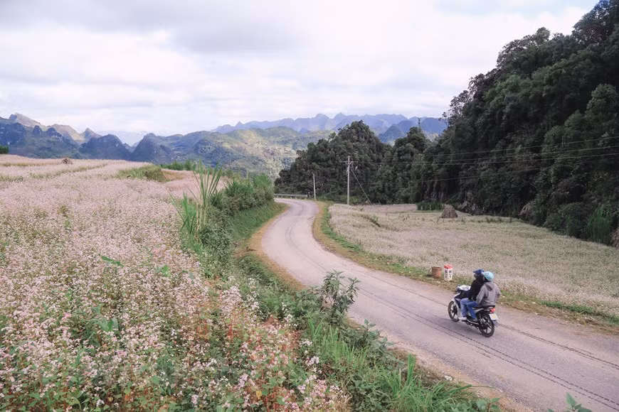 En los últimos meses del año, la tierra de Ha Giang se convierte en un lugar más poético con los campos de flores de alforfón. La provincia es conocida por la temporada de flores de alforfón en la meseta rocosa Dong Van en septiembre y octubre. Las flores pequeñas y frágiles de alforfón rosado, junto con las montañas onduladas de Ha Giang, captan la atención especial de los viajeros. Las flores de alforfón comienzan a brotar a finales de la estación de otoño, que cae en septiembre. Sin embargo, solo aquellos que han visitado asiduamente la localidad saben que Ha Giang es bella en todas las estaciones. (Foto: Vietnam+)