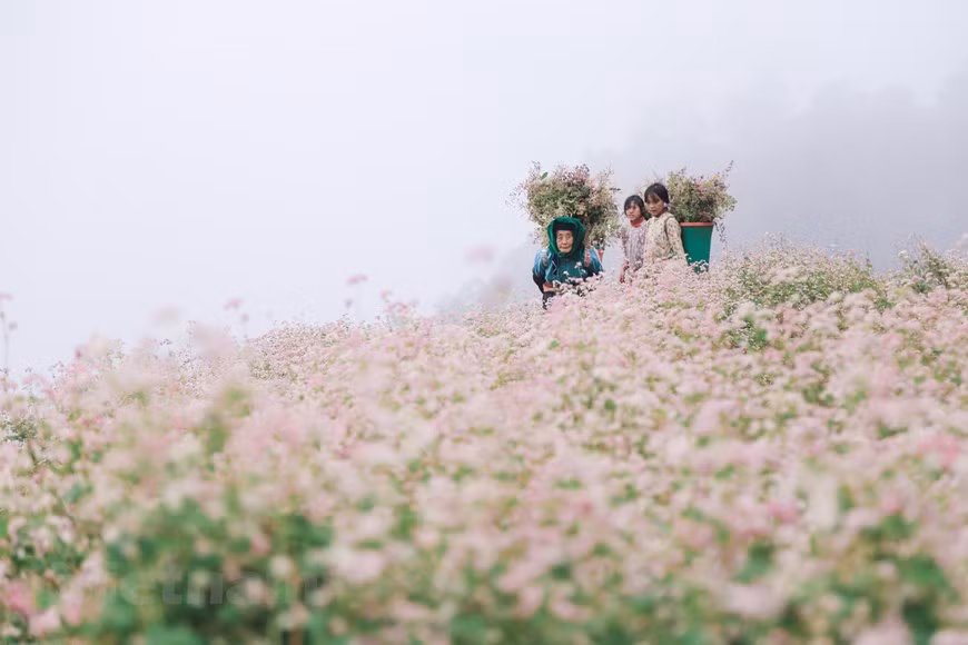 La sensación de estar inmerso en un paisaje apacible, viendo los campos de flores de alforfón en el aire frío de las tierras altas, es difícil de reemplazar. Los extensos campos de flores hacen de este un lugar poético y majestuoso. Las flores son más hermosas cuando están a punto de desvanecerse, cambiando de color de blanco a rosado y luego carmesí. En los primeros días del invierno, las montañas y los bosques de Ha Giang parecen ponerse un nuevo abrigo, teñido de púrpura, blanco y rosa del trigo sarraceno. Las alfombras de alforfón se extienden a lo largo de los valles y laderas y armonizan con el clima frío típico de las tierras altas en esta estación. (Foto: Vietnam+)