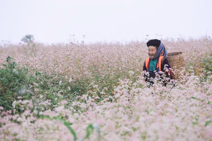 El trigo sarraceno también se conoce como la "reina de las flores" en la meseta rocosa de Dong Van, en Ha Giang. El alforfón se ve frágil pero es una de las flores más resistentes. Esta planta puede soportar mejor el frío y la falta de agua que otras variedades. Cada vez que un campo de trigo sarraceno cambia de color, los visitantes sentirán que el tono del paisaje de Ha Giang también se transforma con las flores. En los últimos años, con el aumento de la llegada de turistas a la localidad, los lugareños se concentran en plantar más campos de alforfón para satisfacer la demanda de los viajeros. (Foto: Vietnam+)