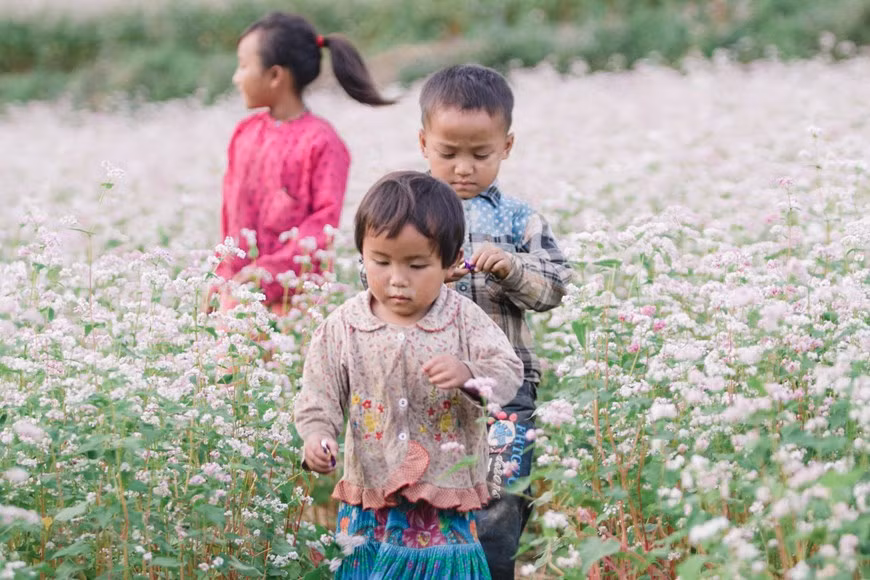 Las flores de alforfón (trigo sarraceno) en la meseta rocosa de Dong Van, en la provincia septentrional vietnamita de Ha Giang, brotan cuando los agricultores terminan sus cosechas en las terrazas. Para las minorías étnicas en las áreas montañosas del norte como Cao Bang, Ha Giang, esta planta también juega un papel como fuente de alimento complementario entre las dos temporadas de maíz. Además, el polvo de semillas y las hojas de la planta también se utilizan como medicina. Los grupos étnicos H´mong en la provincia montañosa de Ha Giang cultivan la flor de alforfón en colinas y campos más bajos, por lo que a veces cubren todo el valle, creando una pintura hermosa de la naturaleza. (Foto: Vietnam+)