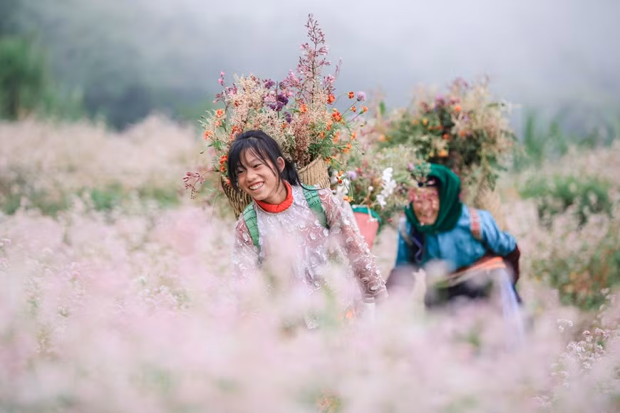 La meseta rocosa de Dong Van, en la provincia septentrional de Ha Giang, posee un paisaje majestuoso, pero también extremadamente poético y apacible gracias a los coloridos campos de flores de alforfón intercaladas. La floración del trigo sarraceno indica el comienzo de la temporada turística en Ha Giang. El alforfón comienza a brotar a finales de otoño, incluso después de las festividades por el Año Nuevo Lunar (Tet) se pueden encontrar jardines de estas flores en algunos lugares de la meseta rocosa. Se trata de la estación más bella de Ha Giang. Desde los distritos de Quan Ba y Yen Minh hasta Meo Vac y Dong Van, los visitantes pueden admirar los extensos campos de flores a lo largo de las colinas, formando un panorama majestuoso y poético.(Foto: Vietnam+)