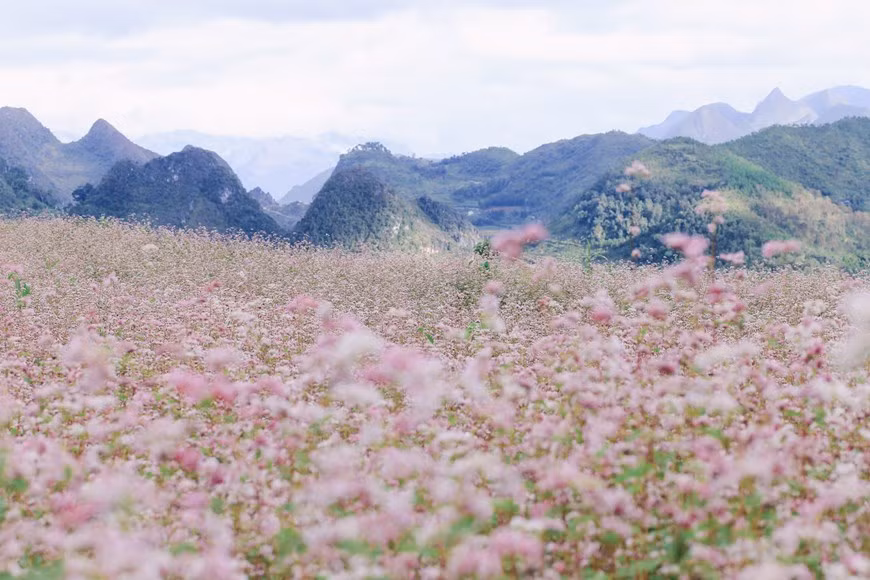 En los últimos años, el trigo sarraceno se ha plantado en muchos lugares para atraer a los turistas. Muchos jóvenes eligen a la provincia de Ha Giang como destino indispensable en el viaje para descubrir el Noroeste de Vietnam, especialmente cuando las montañas de la localidad se adornan con el color rosado de los campos de flores de alforfón. En Ha Giang, los visitantes pueden encontrarse con esta planta al pie del paso de Ma Pi Leng, el asta de la bandera de Lung Cu y la aldea cultural de Lung Cam, entre otros sitios. La temporada de trigo sarraceno se prolonga desde principios de octubre hasta finales de diciembre.(Foto: Vietnam+)