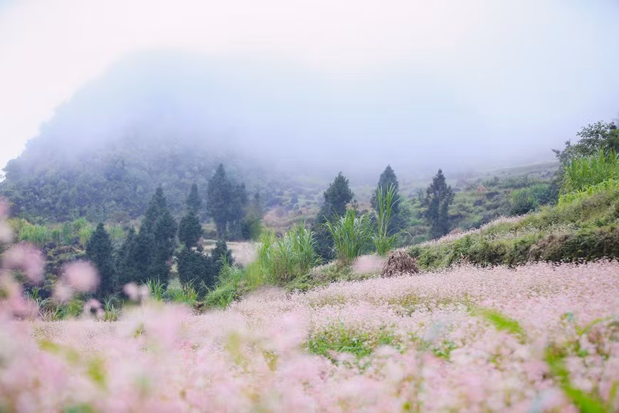 En esta temporada, las vastas alfombras de flores de alforfón cubren la meseta de Dong Van, uno de los 77 parques geológicos más importantes del mundo al contar en sus dos mil 300 kilómetros cuadrados de extensión con 45 patrimonios geomorfológicos y abundantes fósiles en sus depósitos sedimentarios. Con una enorme área de montañas calizas y rocas escarpadas, Dong Van es llamada también “la tierra de las rocas” y la mayoría de sus residentes pertenece a comunidades étnicas. En 2010, fue honrada con el título de Parque Geológico Global por la Organización de las Naciones Unidas para la Educación, la Ciencia y la Cultura (UNESCO). (Foto: Vietnam+)