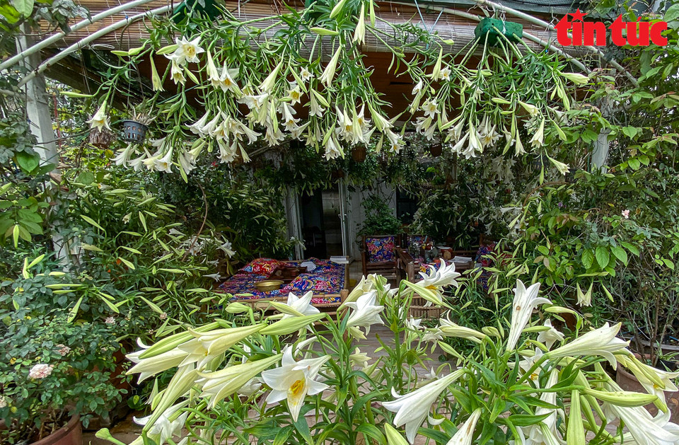 Un jardín de lirios en Hanoi (Foto: VNA)