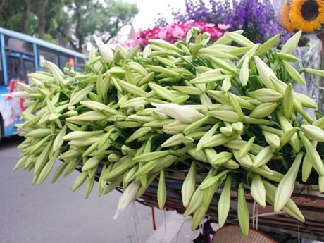 El lirio blanco (Foto: VNA)