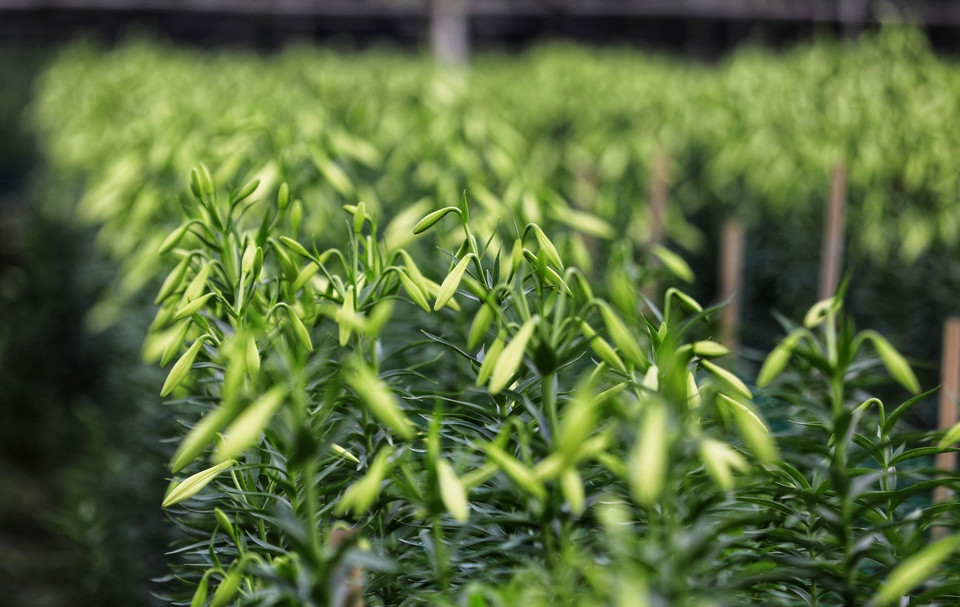 Con un cuidado esmerado, se pueden obtener de cuatro a cinco flores de una rama de lirio (Foto: VNA)