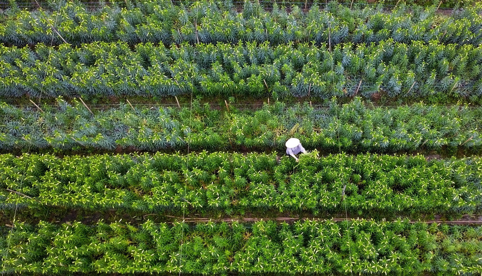 En la temporada de cosecha, cada jardín de lirios cuenta con cientos de flores (Foto: VNA)