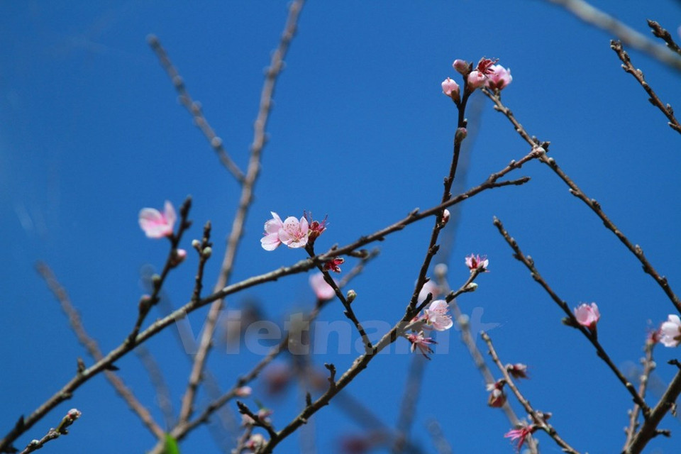 Los residentes en Y Ty, provincia de Lao Cai dicen que el florecimiento tiene lugar con al menos de tres meses de antelación respecto a lo habitual en otras localidades. 