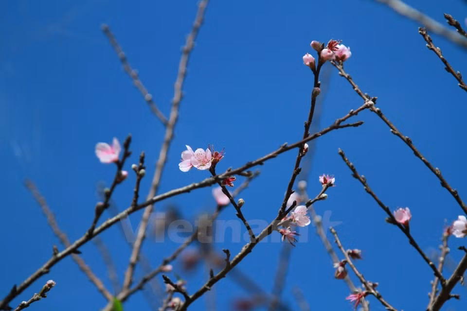 Los residentes en Y Ty, provincia de Lao Cai dicen que el florecimiento tiene lugar con al menos de tres meses de antelación respecto a lo habitual en otras localidades. 
