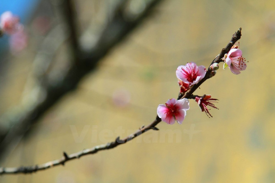El invierno en Y Ty es inclemente y persistente, acompañado con frecuencia de nieves. La llegada de las flores brinda la esperanza a la primavera. 