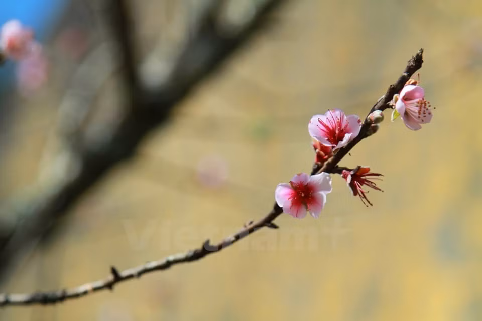 El invierno en Y Ty es inclemente y persistente, acompañado con frecuencia de nieves. La llegada de las flores brinda la esperanza a la primavera. 