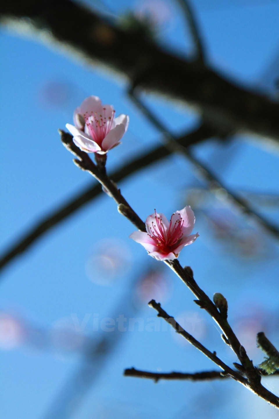 El melocotón salvaje, con cinco petales delicados típicos 