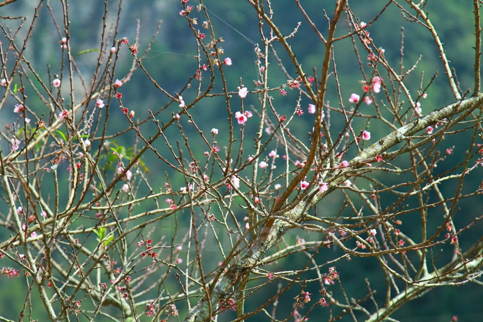 Las flores constituyen una belleza peculiar para las zonas montañosas. 