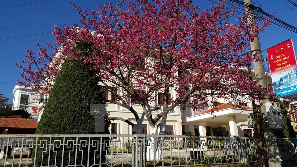 La localidad es afamada por majestuosos paisajes de montañas y bosques cubiertos en blancas nubes, romanticos escenarios de vastas campos de flores y la cultura peculiar de las comunidades minoritarias (Fuente: VNA)